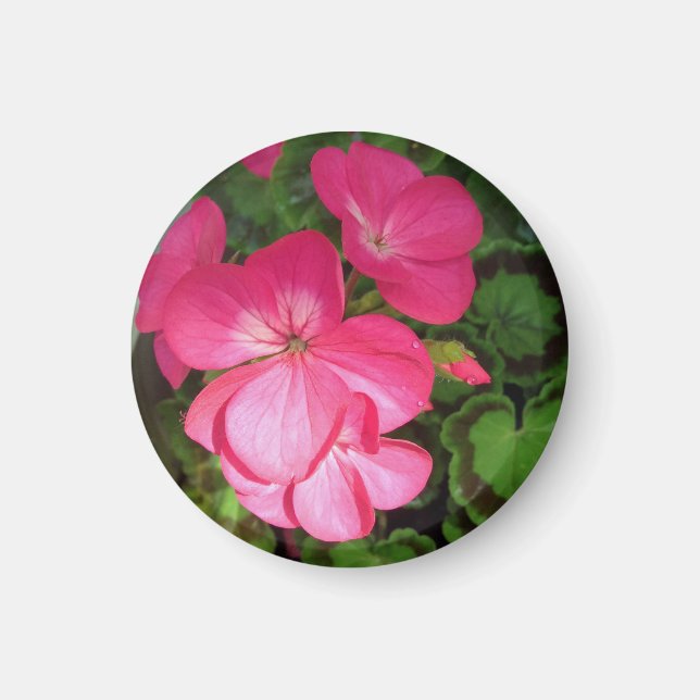 Rosa Floral Photography Magnet (Framsidan)