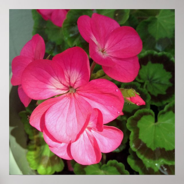 Rosa Floral Photography Poster (Framsidan)