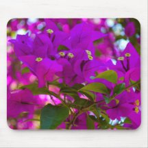 Rosa Flower - #1