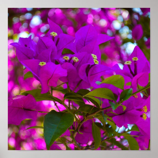 Rosa Flower - #1 Poster (Framsidan)