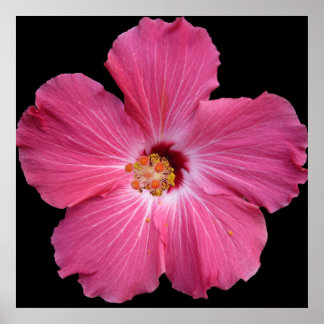 Rosa Flower 24 x 24 Poster