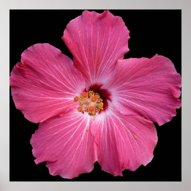 Rosa Flower 24 x 24 Poster (Framsidan)