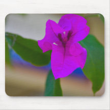 Rosa Flower - #2