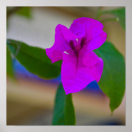 Rosa Flower - #2 Poster