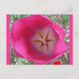 Rosa Flower at the Garden Vykort