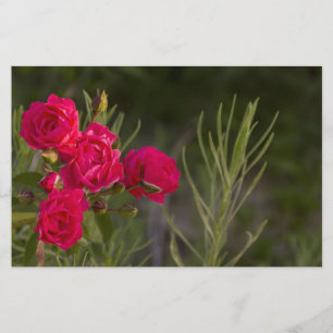 Rosa Flower Brevpapper