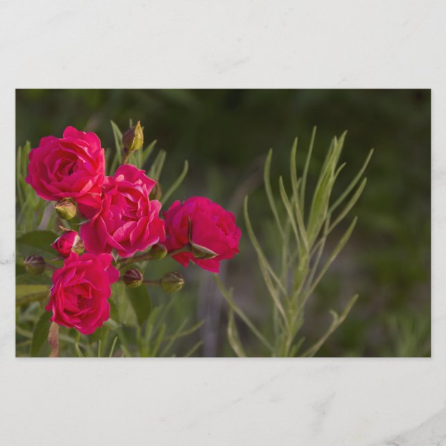 Rosa Flower Brevpapper (Framsida)