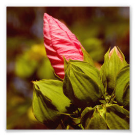 Rosa Flower Bud Kodak Professionell Photo Papper Fototryck