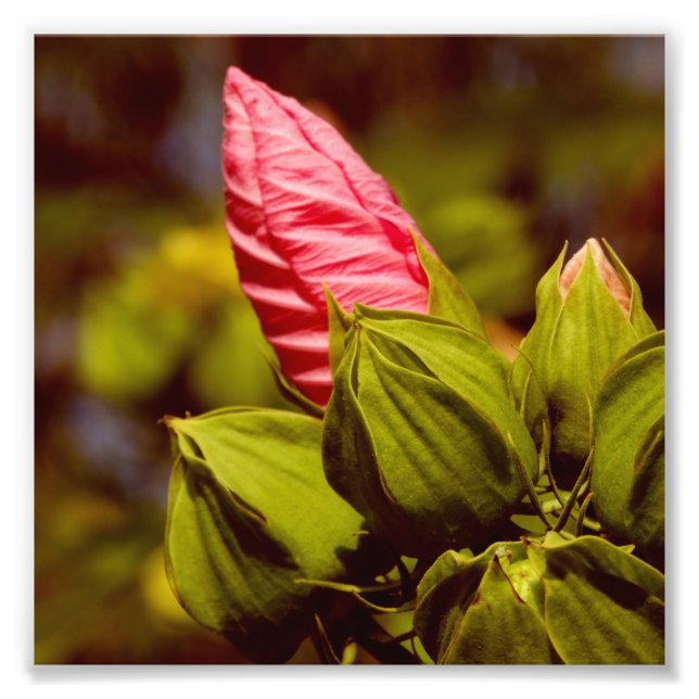 Rosa Flower Bud Kodak Professionell Photo Papper Fototryck (Framsidan)