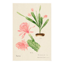Rosa Flower Cactus Botanical Art