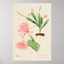Rosa Flower Cactus Botanical Art Poster