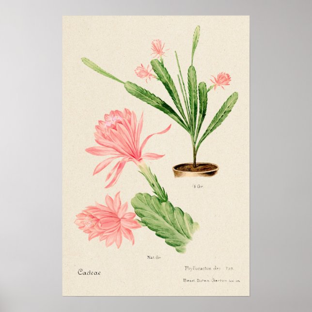 Rosa Flower Cactus Botanical Art Poster (Framsidan)
