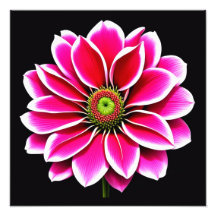 Rosa Flower