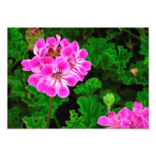 Rosa Flower - Fototryck