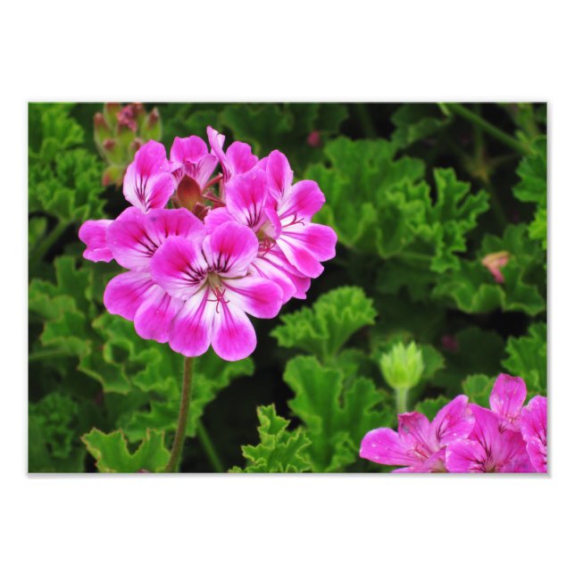 Rosa Flower - Fototryck (Framsidan)