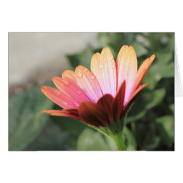 Rosa Flower Hälsningskort