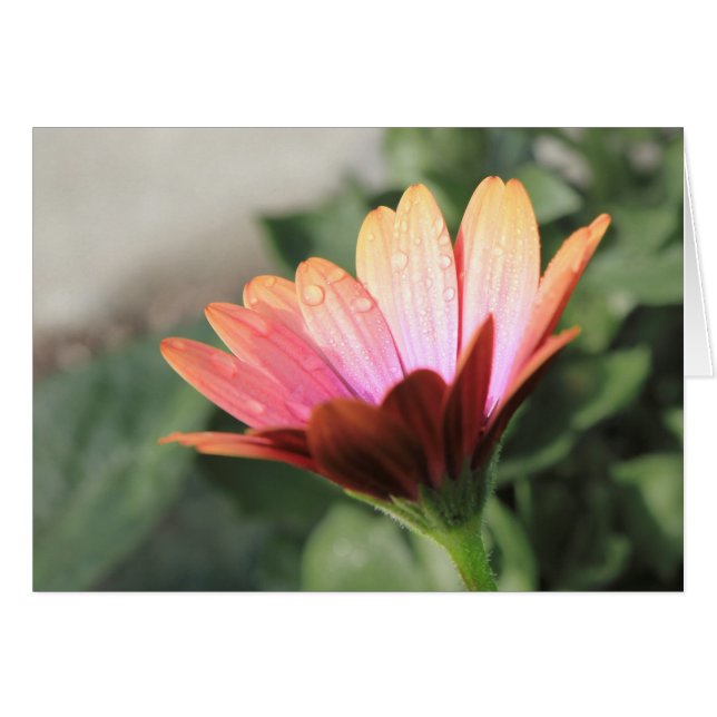 Rosa Flower Hälsningskort (Framsidan Horizontal)