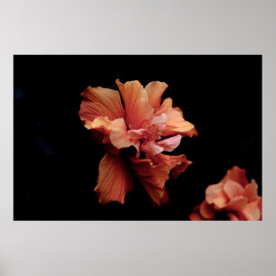 ROSA FLOWER IN BLACK BAKGRUND POSTER