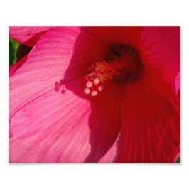 Rosa Flower Kodak Professionell Photo Papper (Sati Fototryck