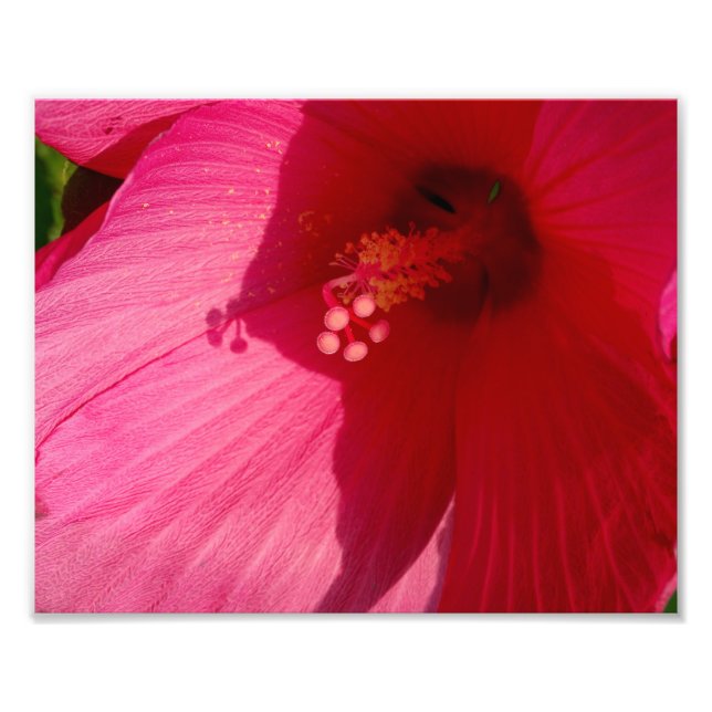 Rosa Flower Kodak Professionell Photo Papper (Sati Fototryck (Framsidan)