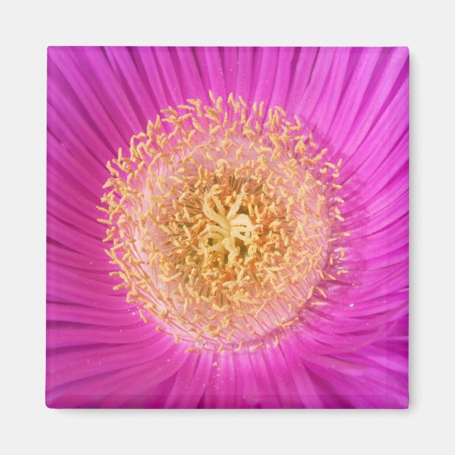 Rosa Flower Magnet (Framsidan)