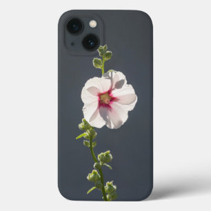 Rosa Flower Mallow grönt löv på mörk grått