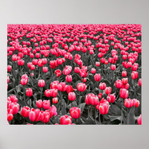 Rosa Flower Minimalist Selective Färg Photo Art Poster