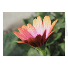 Rosa Flower OBS Kort
