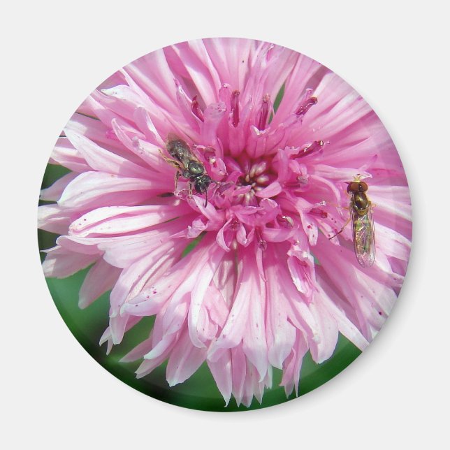 Rosa Flower och Kryp Magnet (Framsidan)