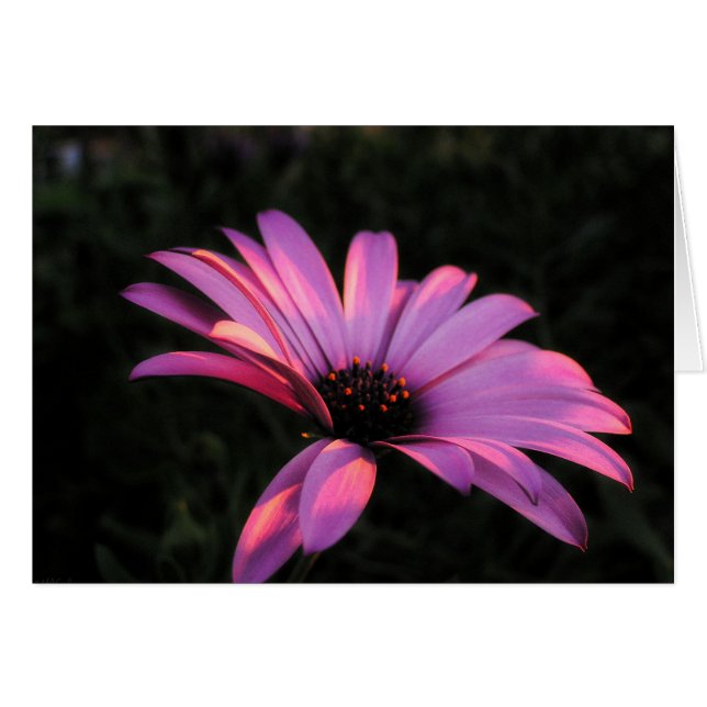 Rosa Flower Petals Card Hälsningskort (Framsidan Horizontal)