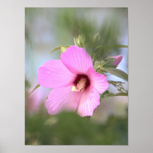 Rosa Flower Photo Poster