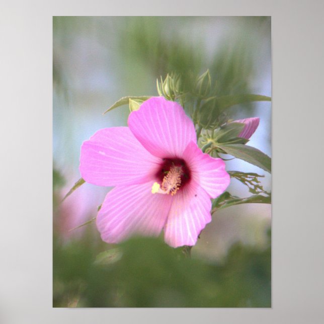 Rosa Flower Photo Poster (Framsidan)