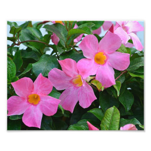 Rosa Flower Photo Print Fototryck