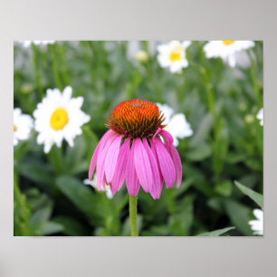 Rosa Flower Poster