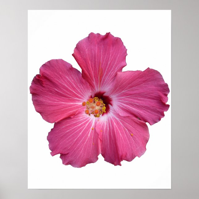Rosa Flower Poster (Framsidan)