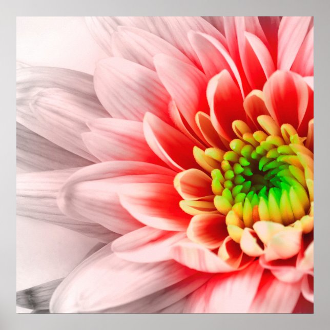 Rosa Flower Poster (Framsidan)