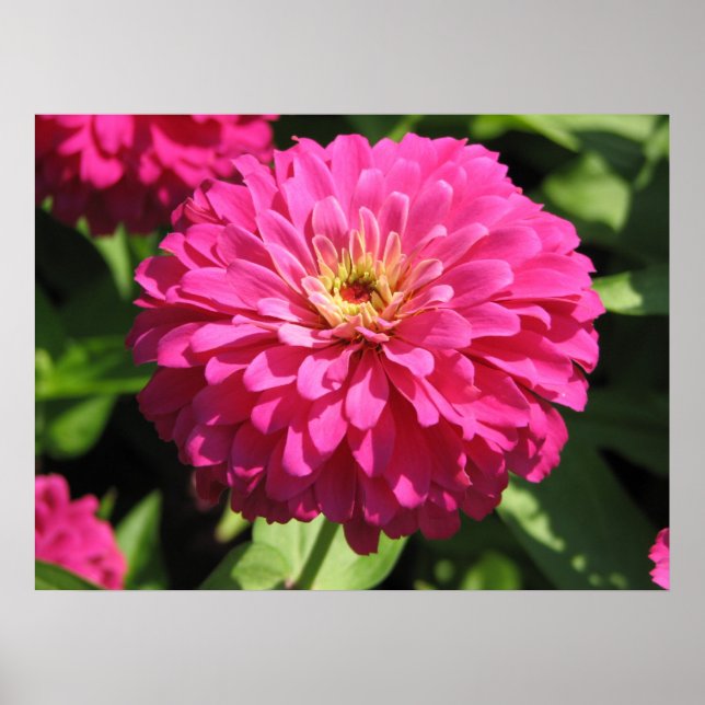 ROSA FLOWER POSTER (Framsidan)