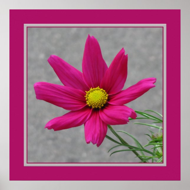 Rosa Flower poster (Framsidan)