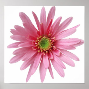 Rosa Flower Poster