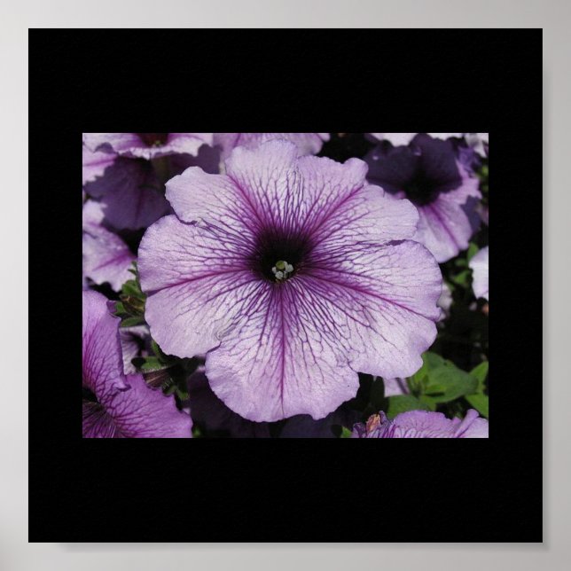 Rosa Flower Poster (Framsidan)
