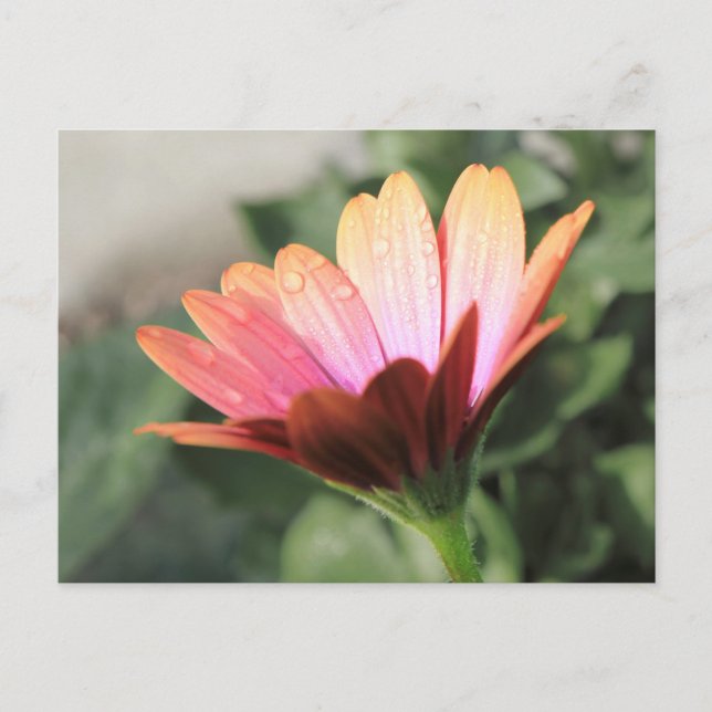 Rosa Flower Vykort (Framsida)