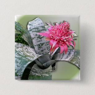 Rosa Flowered Bromeliad Knapp