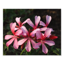 Rosa Flowers Blommar Foto Papper utskrift