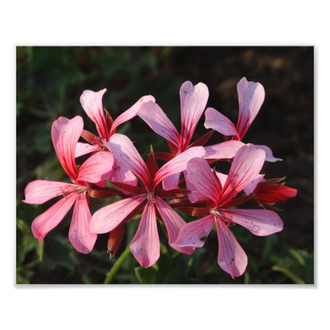 Rosa Flowers Blommar Foto Papper utskrift (Framsidan)