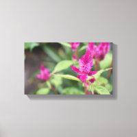 Rosa Flowers Celosia Garden Nature Photography