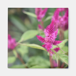 Rosa Flowers Celosia Garden Nature Photography Magnet