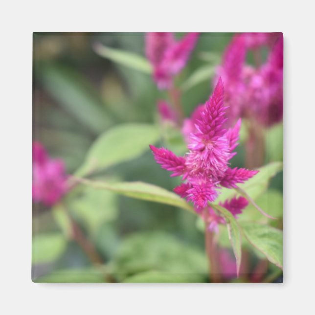 Rosa Flowers Celosia Garden Nature Photography Magnet (Framsidan)