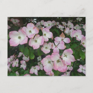 Rosa Flowers DIY Postcard Vykort