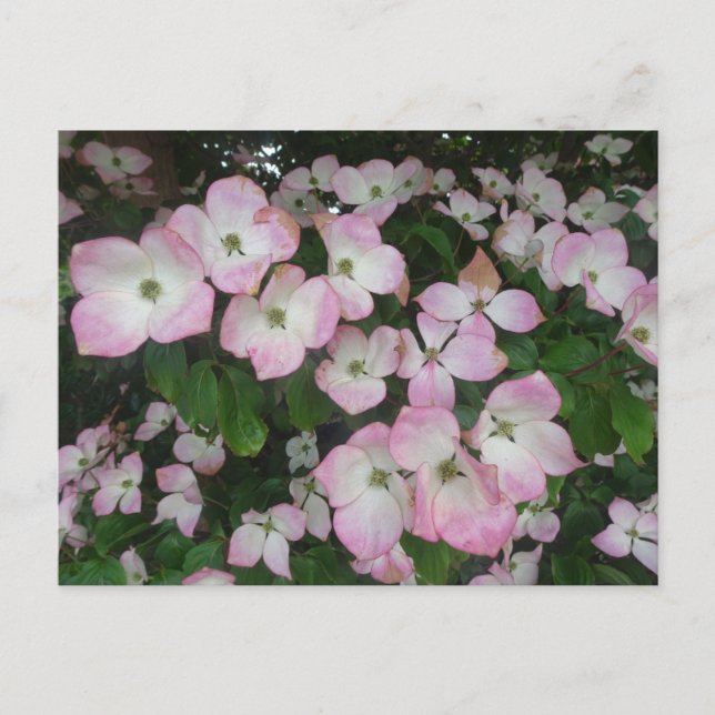 Rosa Flowers DIY Postcard Vykort (Framsida)