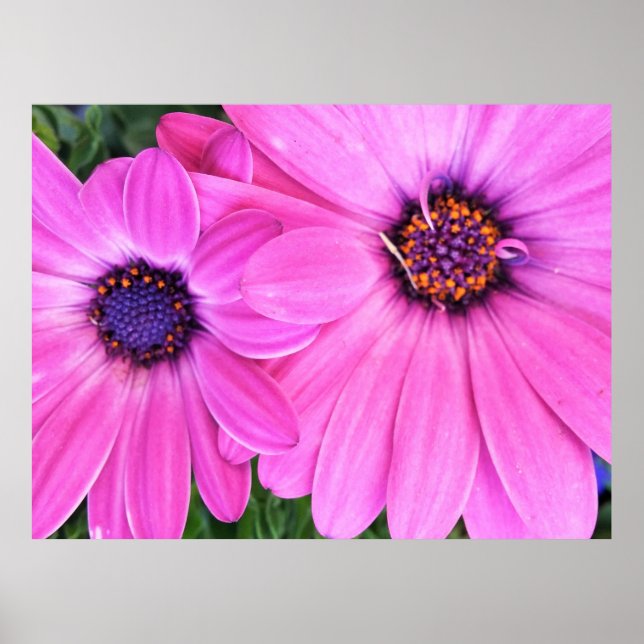 Rosa Flowers Gerbera Daisy Blommigt  Poster (Framsidan)